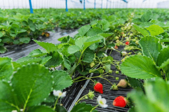 うるう農園 いちご狩り