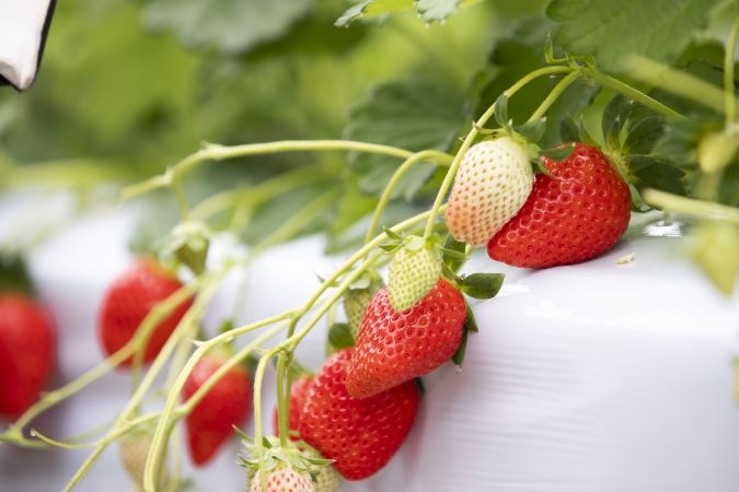 池いちご園 いちご狩り