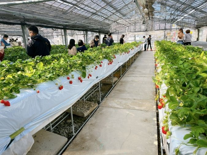池いちご園 いちご狩り