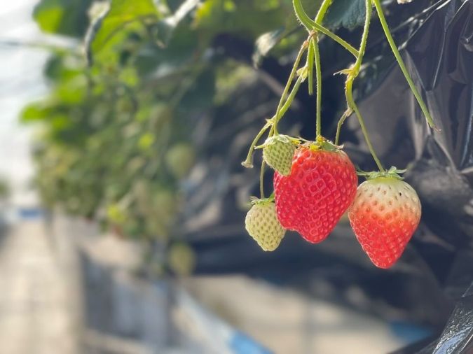 さくらファーム いちご狩り