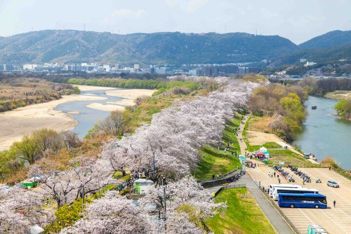 京都・八幡市 背割堤のどこまでも続く桜並木をおさんぽ♪ ご利益めぐりや門前菓子も