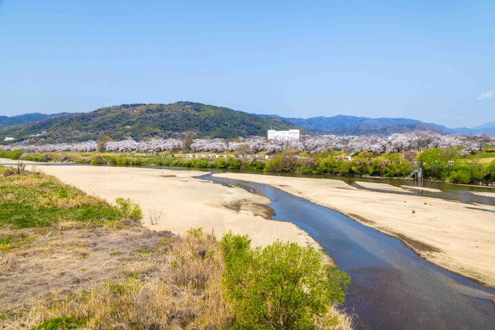 京都・八幡市 背割堤のどこまでも続く桜並木をおさんぽ♪ ご利益めぐりや門前菓子も