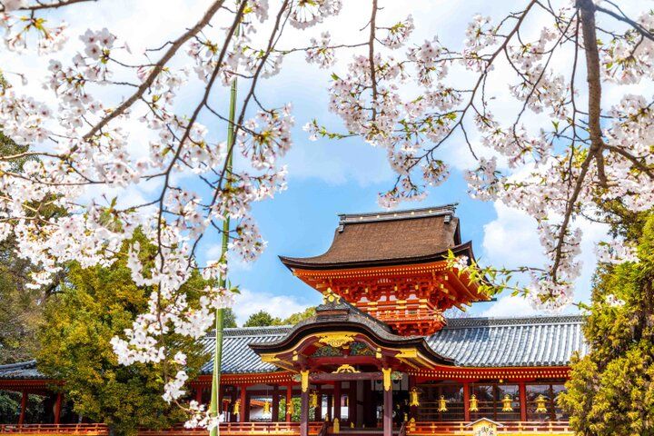 京都・八幡市 背割堤のどこまでも続く桜並木をおさんぽ♪ ご利益めぐりや門前菓子も