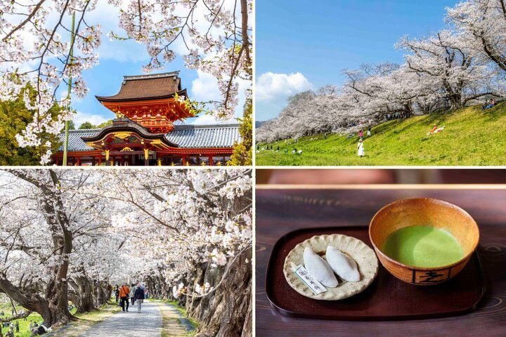 京都・八幡市 背割堤のどこまでも続く桜並木をおさんぽ♪ ご利益めぐりや門前菓子も