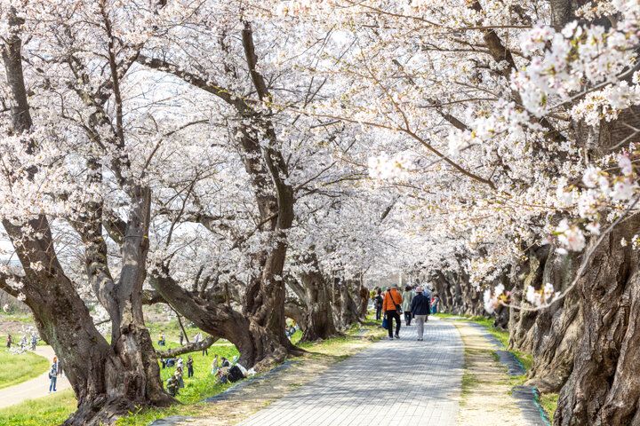 京都・八幡市 背割堤のどこまでも続く桜並木をおさんぽ♪ ご利益めぐりや門前菓子も