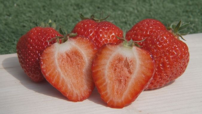 あまおう いちご狩り バリはやッ！ 柳川旅 