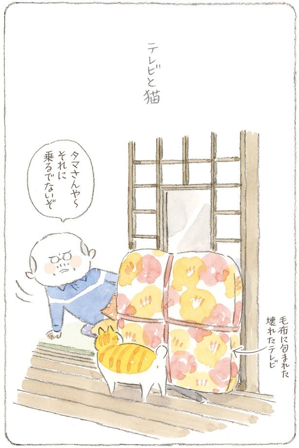 テレビと猫 （C）ねこまき(ミューズワーク)／KADOKAWA