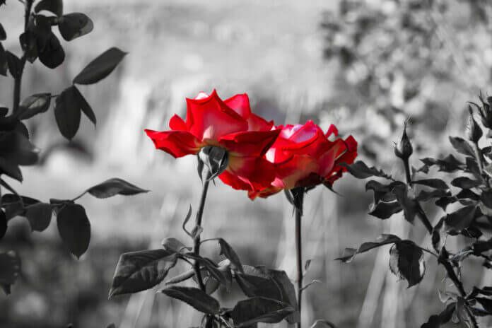 叶わない恋に効く…世界の偉人が残した愛の名言