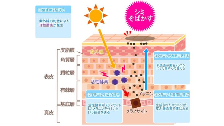 紫外線により活性酵素が発生