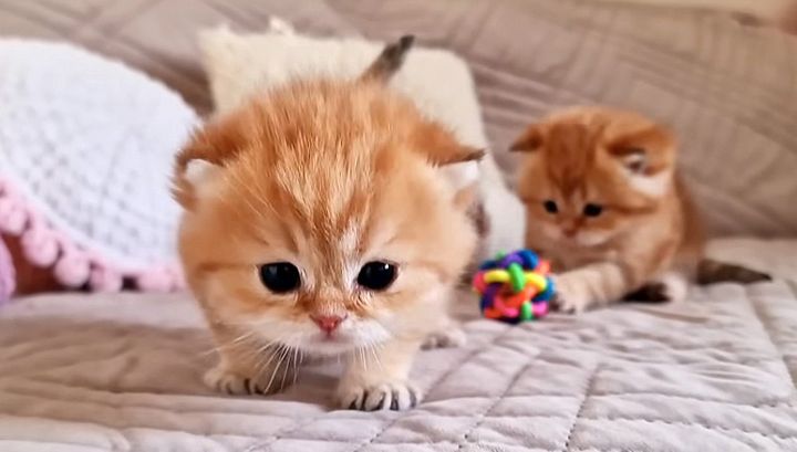 ヨチヨチ歩きの子猫