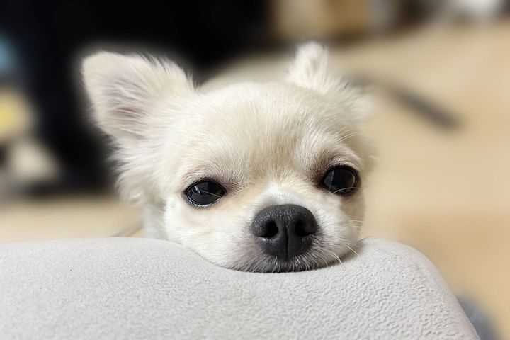 「お世話してるのに…」 家族で自分だけ懐かれない