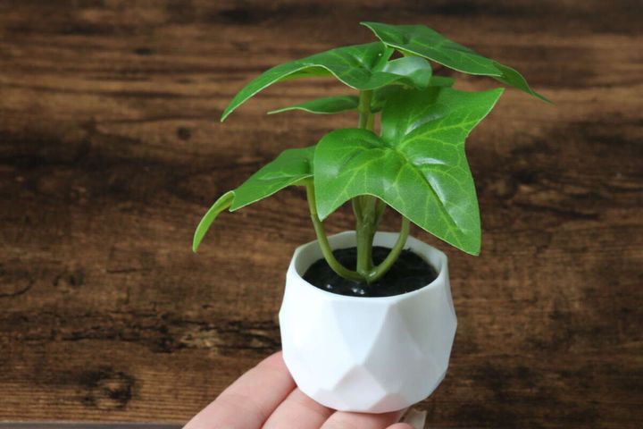 ダイソー グリーンポット ミニサイズ