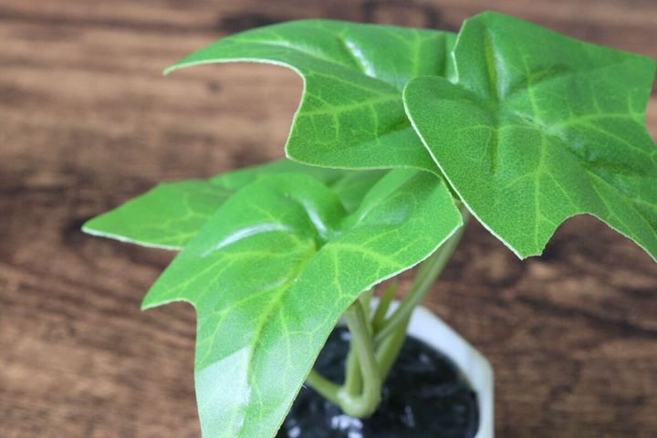 ダイソー グリーンポット 植物