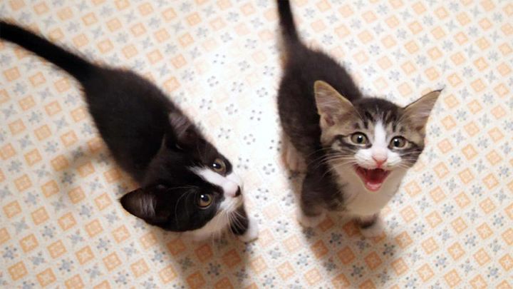 子猫のニャーニャー隊