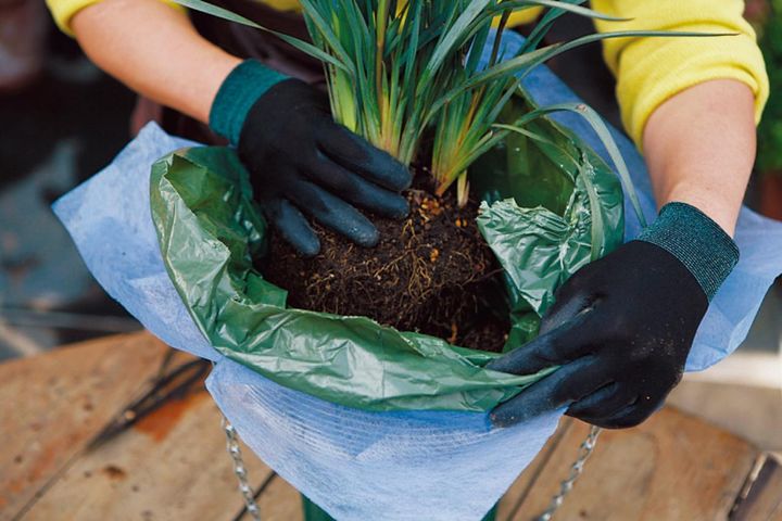 根鉢の大きな苗から植えつけ、すべての苗の株元がバスケットの縁から1〜2㎝下にそろうように植える。
