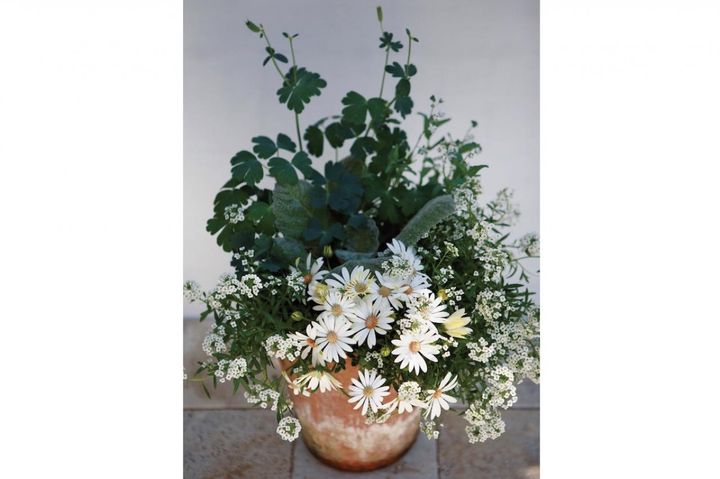 【オステオスペルマムの寄せ植え】ホワイトカラーでさわやかに春を彩る！ 植えつけプロセスも必見