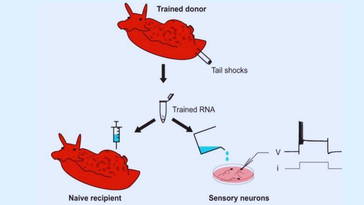 記憶は注射できるのか？ アメフラシが見せた衝撃