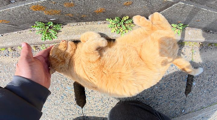 幸せそうにナデナデされる猫