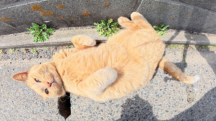 草むらから出てきた猫