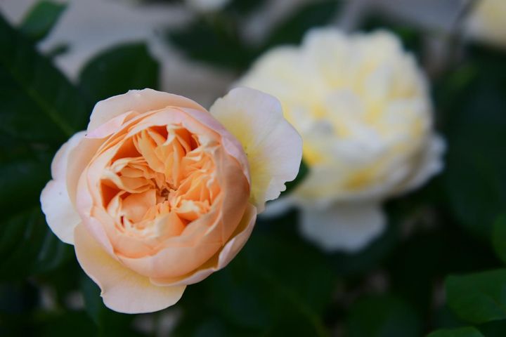 雨に弱いディープカップ咲きですが、開くまでのプロセスを観察する満足感といったらありません。花の重みで枝が曲がるのも風情豊か。