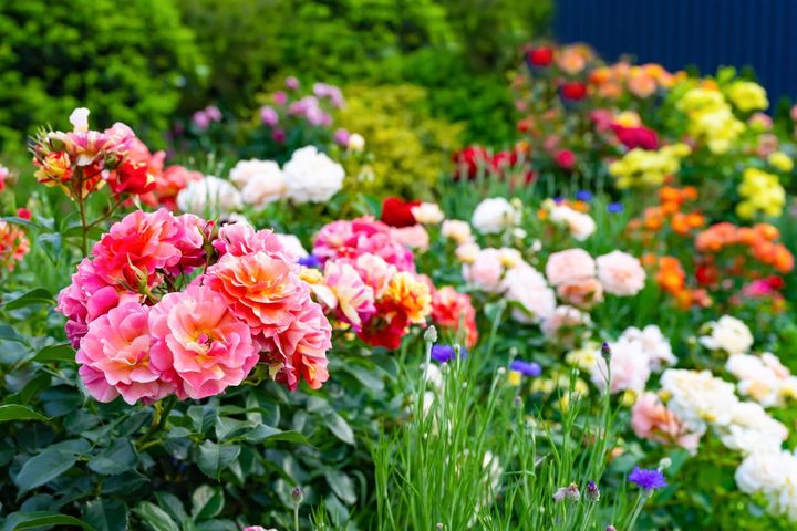 フロリバンダなどの中輪バラが色とりどりに咲くイングリッシュガーデン。青のヤグルマギクが色と形のアクセントになっています。
