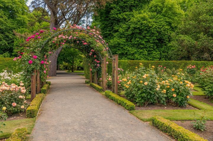 ボックスウッドの縁取り、刈り込まれた芝生、バラのアーチ、背景の緑の大木…。典型的なイングリッシュガーデンの手法です。