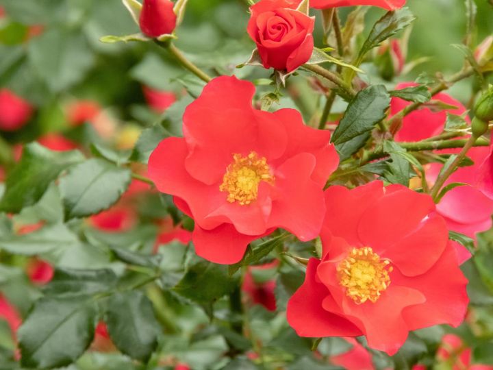 花弁質がかたくしっかりしていて、葉はつやのある照葉。このタイプは病気に強く丈夫で、ガーデンローズとして優秀なものが多いようです。