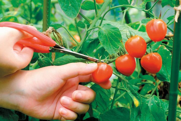 初心者でも簡単！ 鉢で育てる【ミニトマト】甘くてジューシーな実を収穫するには？