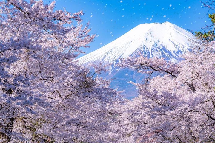 桜の満開のイメージ