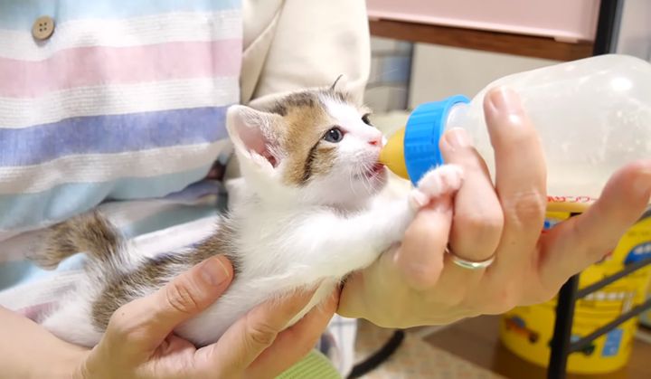 ミルクを飲む子猫
