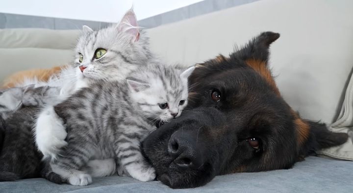 犬と子猫達