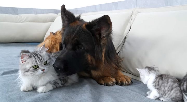 犬と子猫達