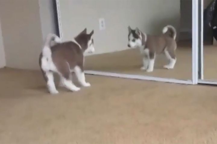 犬は自分の姿を認識できないと言いますが…この子犬も？