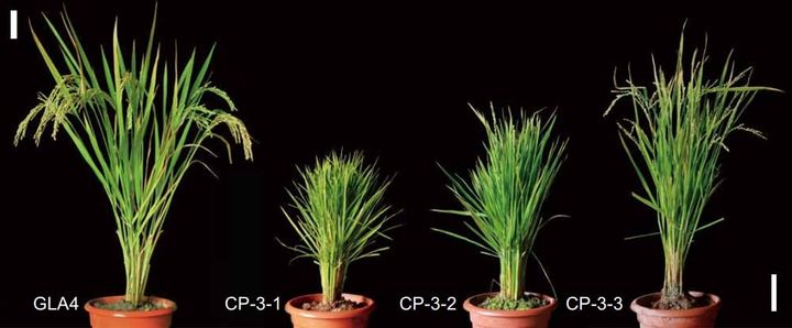稲を若返らせる遺伝子の秘密