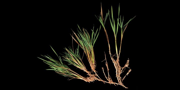 「米は毎年植え替えるもの」は変わるかもしれない――稲の多年生化への鍵を発見