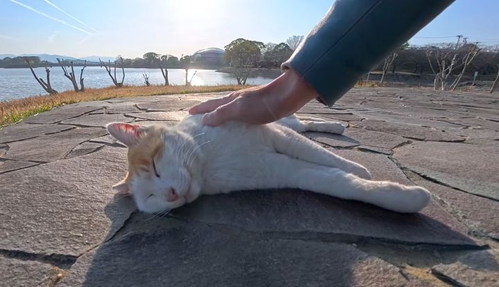 撫でられる猫