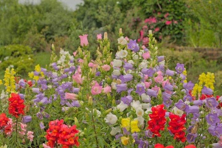 一年草って何がいいの？手軽で花が長く咲くおすすめ8選と、育て方の基本ポイント【ガーデニング】