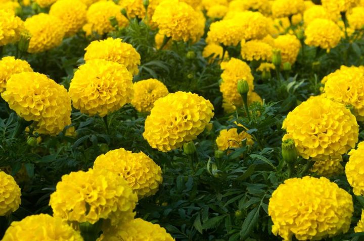 アフリカンマリーゴールド