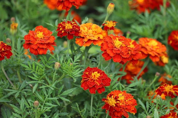 フレンチマリーゴールド