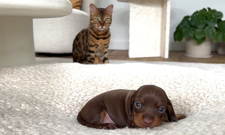 子犬が気になる猫