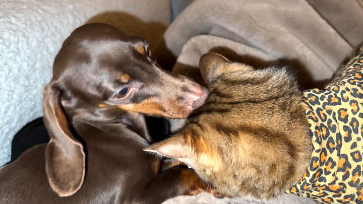 仲良しな犬と猫