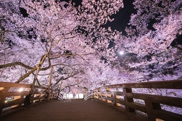 桜雲橋の夜桜 画像提供：伊那市観光協会