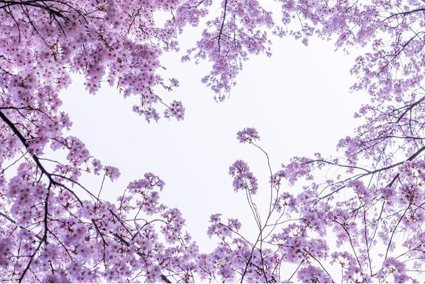 高遠城址公園のハートの桜 Jake Images / PIXTA(ピクスタ)