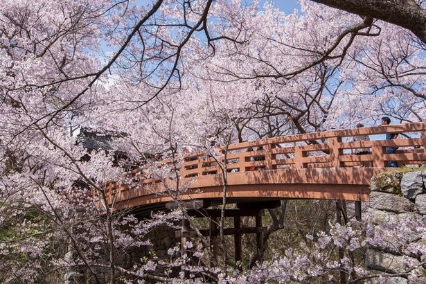 高遠城址公園の桜 画像提供：伊那市観光協会