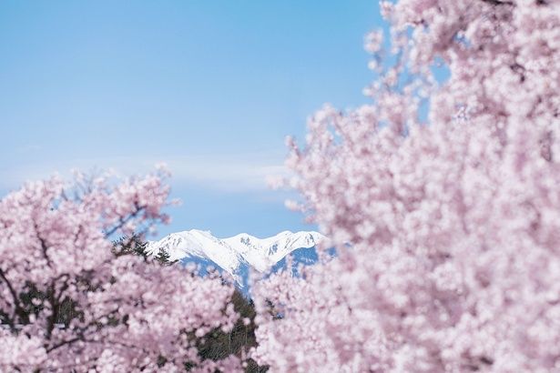 公園内から眺める中央アルプス 画像提供：伊那市観光協会