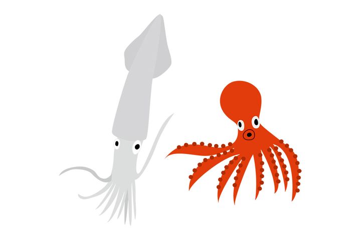 タコとイカ、売られ方に違い！？
