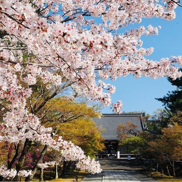 御室(仁和寺)の桜 画像提供：総本山 仁和寺