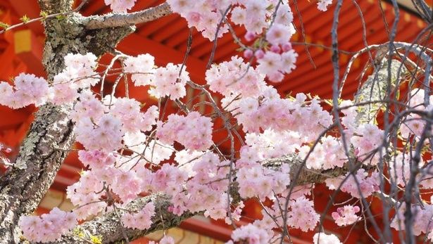 【写真】境内では各所で貴重な文化財と桜の共演が広がる 画像提供：総本山 仁和寺