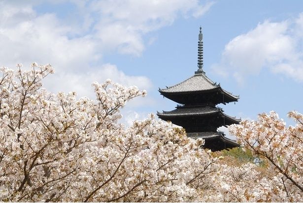 満開の桜から五重塔がのぞく 画像提供：総本山 仁和寺