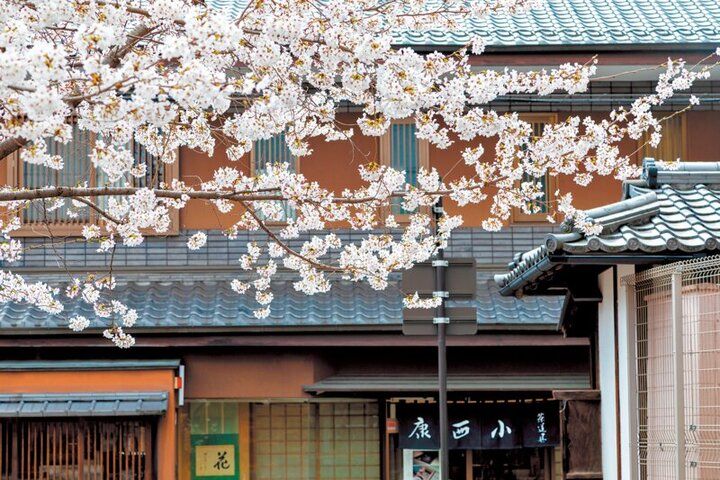 春爛漫の西陣桜さんぽ。京都よりみちこみち 寺之内通＆小川通【前編】